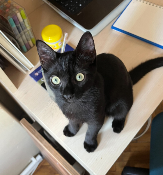 Bombay, Kedi  zeytin fotoğrafı