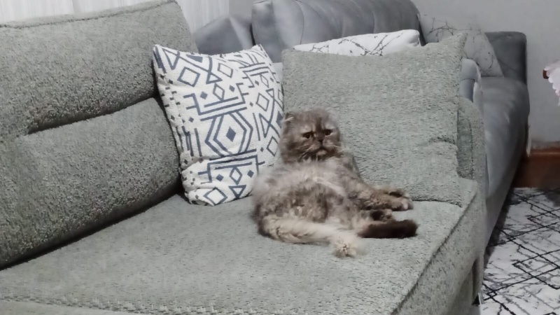 İran Kedisi (Persian), Kedi  Duman fotoğrafı