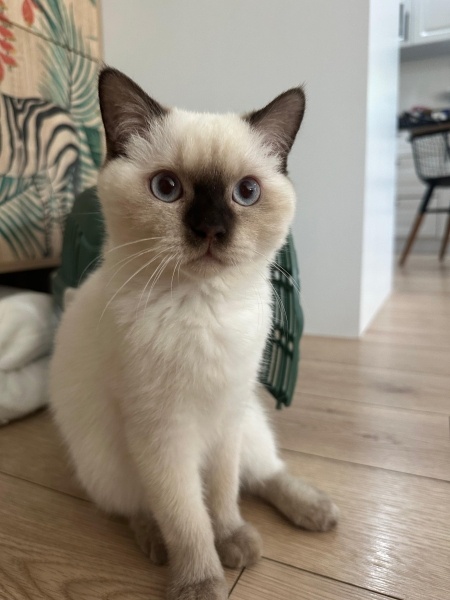 British Shorthair, Kedi Piko Rockets fotoğrafı