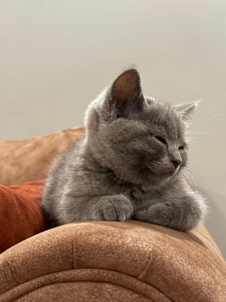 British Shorthair, Kedi  Duman fotoğrafı