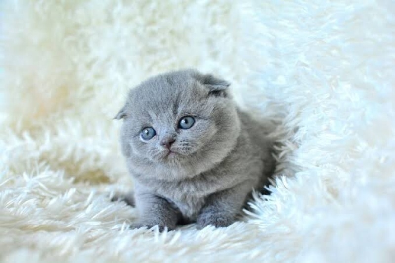 Scottish Fold, Kedi Yok fotoğrafı