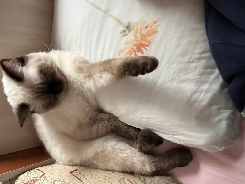 British Longhair, Kedi Sütlaç fotoğrafı