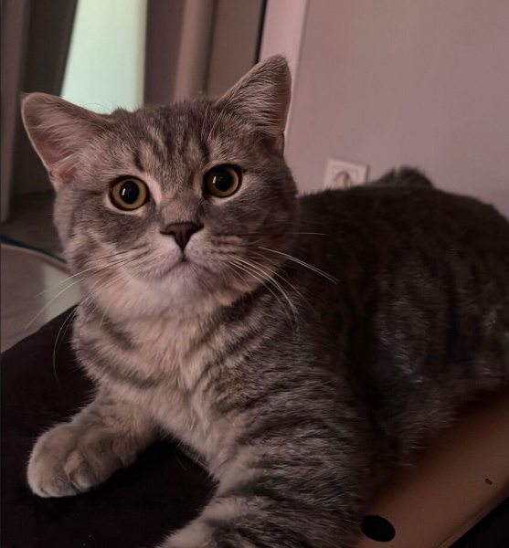 British Shorthair, Kedi  Orpheus fotoğrafı