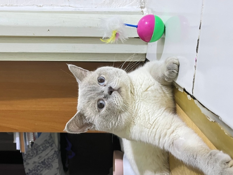 British Shorthair, Kedi Manik fotoğrafı