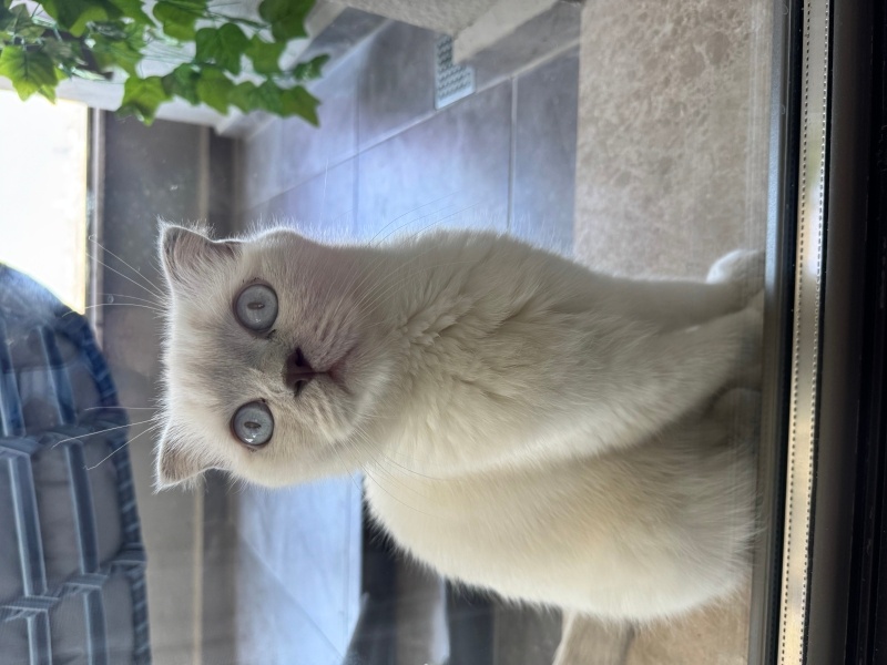 Scottish Fold, Kedi Maya fotoğrafı