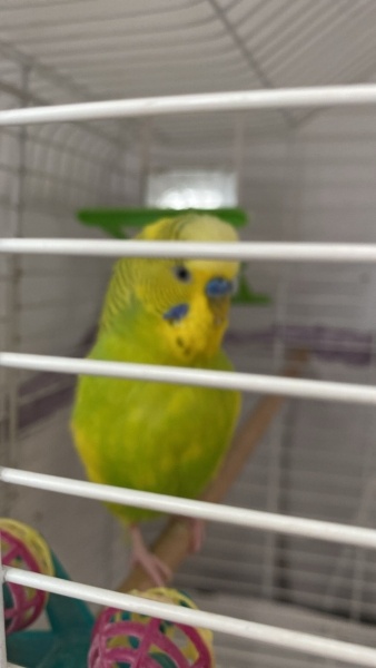 Muhabbet Kuşu, Kuş  limon fotoğrafı