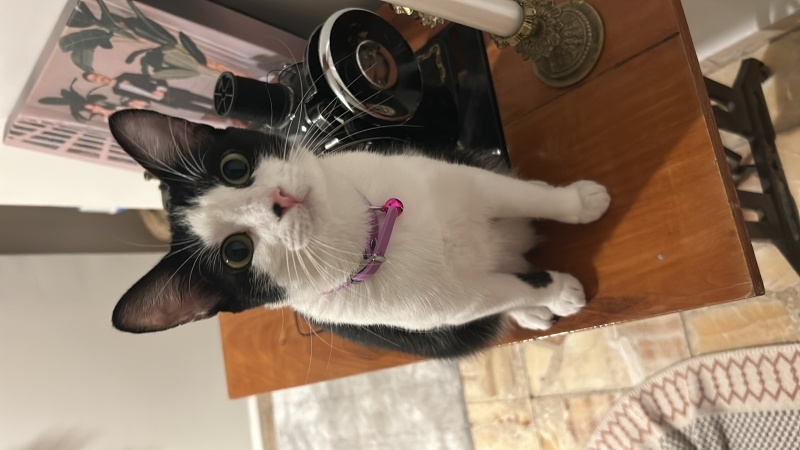 Tekir Kedi, Kedi Bezelye fotoğrafı