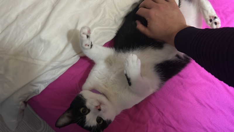 Tekir Kedi, Kedi Bezelye fotoğrafı