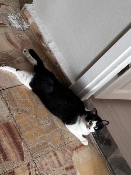 Tekir Kedi, Kedi Bezelye fotoğrafı