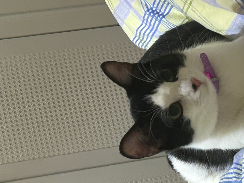 Tekir Kedi, Kedi Bezelye fotoğrafı