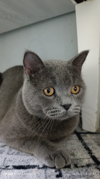 Scottish Fold, Kedi  Çiko fotoğrafı