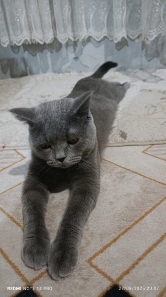 Scottish Fold, Kedi  Çiko fotoğrafı