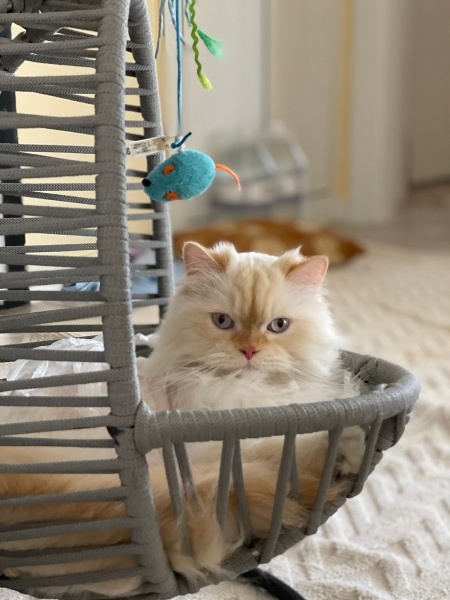 İran Kedisi (Persian), Kedi Luffy fotoğrafı