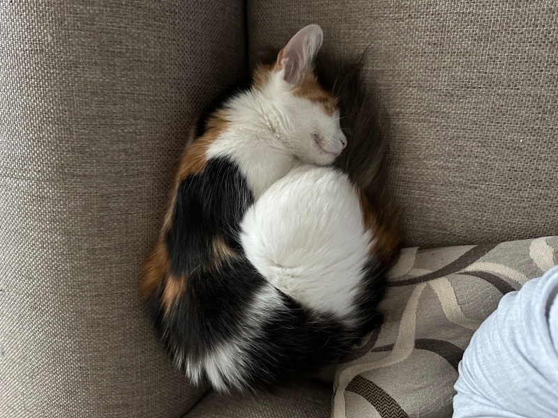 Maine Coon, Kedi Nova fotoğrafı