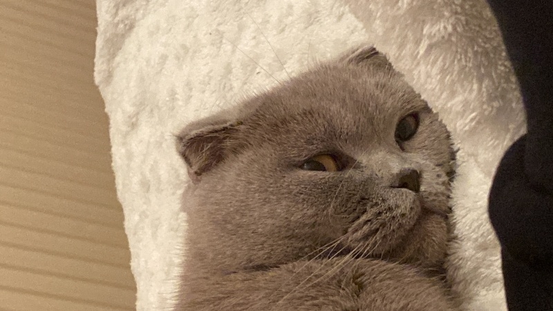 Scottish Fold, Kedi  Mia fotoğrafı
