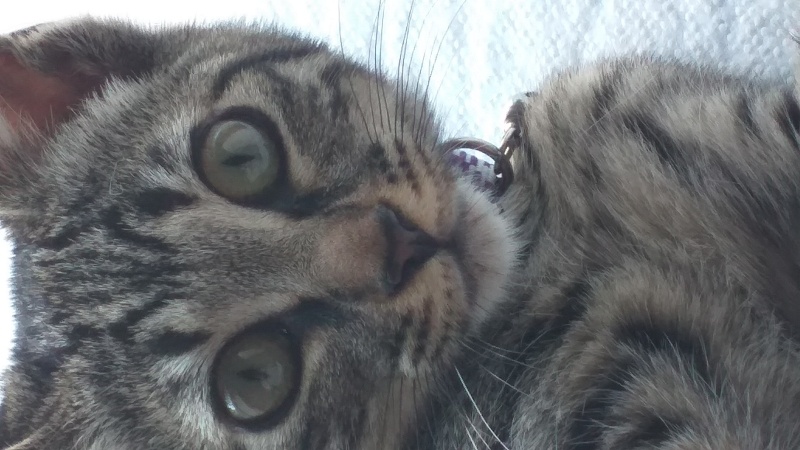 Tekir Kedi, Kedi  Fıstık fotoğrafı