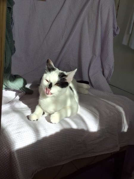 Tekir Kedi, Kedi Haru fotoğrafı