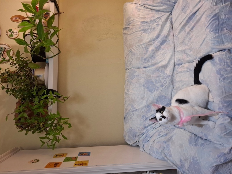 Tekir Kedi, Kedi Haru fotoğrafı