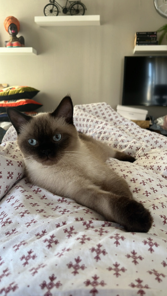 Siyam Kedisi, Kedi COCO fotoğrafı