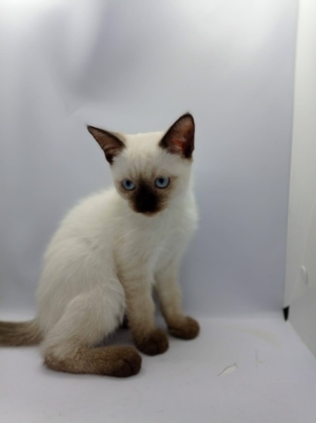 Siyam Kedisi, Kedi Yavru siyam fotoğrafı