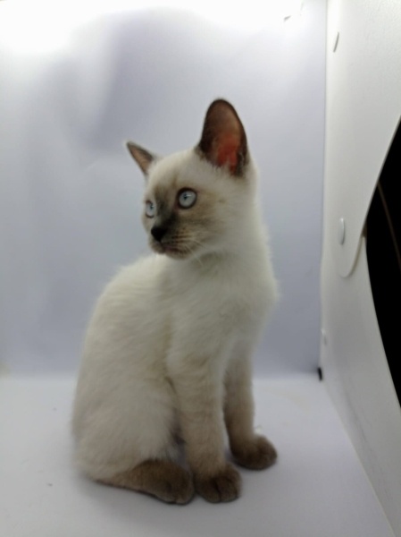 Siyam Kedisi, Kedi Yavru siyam fotoğrafı