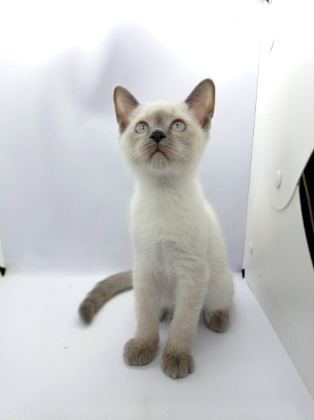 Siyam Kedisi, Kedi Yavru siyam fotoğrafı