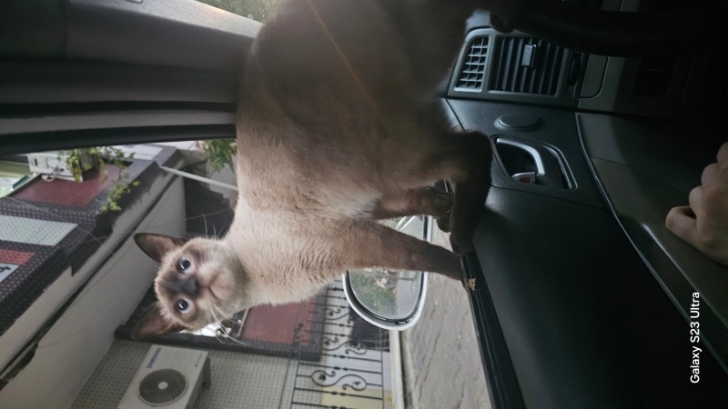 Siyam Kedisi, Kedi  Duman fotoğrafı