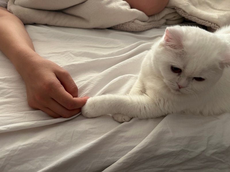 British Shorthair, Kedi Lilibet fotoğrafı