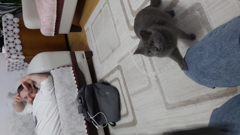 British Shorthair, Kedi Bubble fotoğrafı