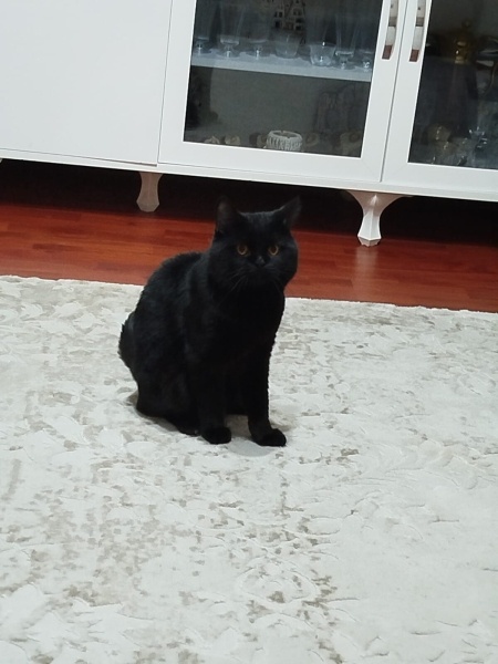 British Shorthair, Kedi Hades fotoğrafı