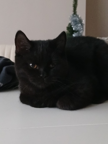 British Shorthair, Kedi Hades fotoğrafı