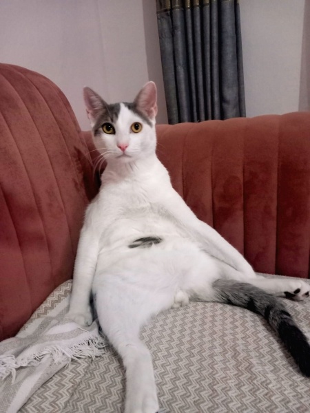 Tekir Kedi, Kedi  PAŞA fotoğrafı