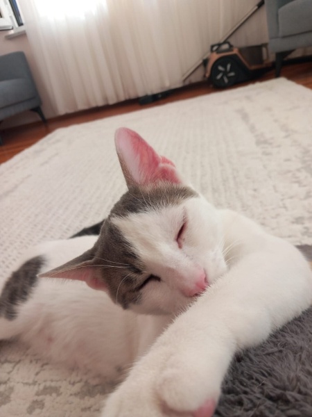 Tekir Kedi, Kedi  PAŞA fotoğrafı