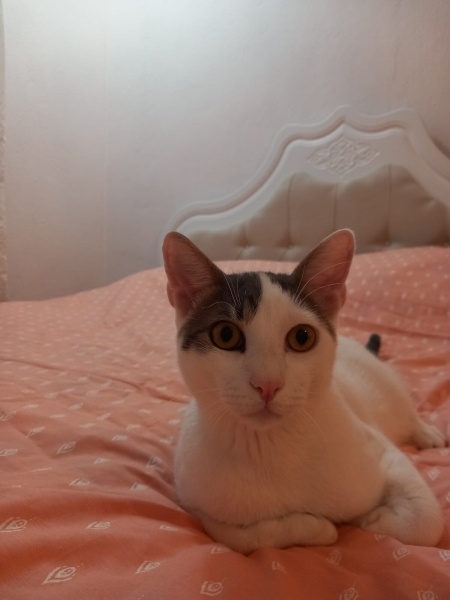 Tekir Kedi, Kedi  PAŞA fotoğrafı