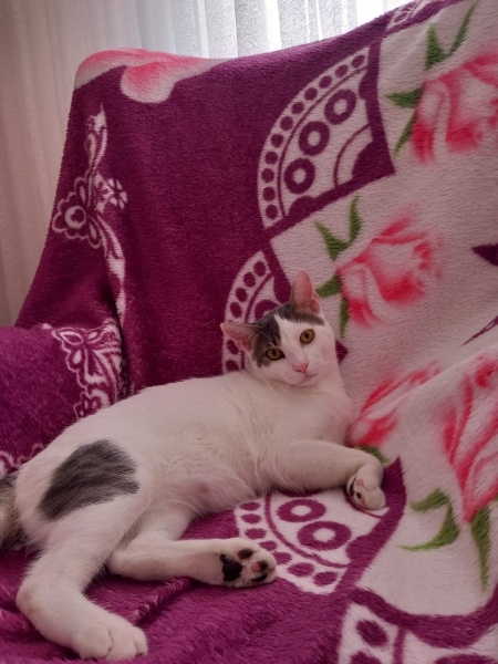 Tekir Kedi, Kedi  PAŞA fotoğrafı