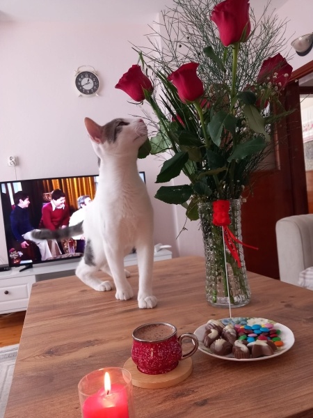 Tekir Kedi, Kedi  PAŞA fotoğrafı