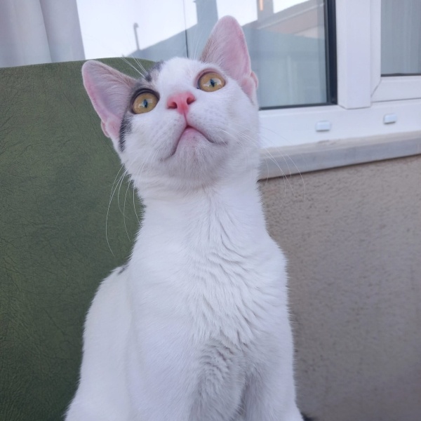 Tekir Kedi, Kedi  PAŞA fotoğrafı