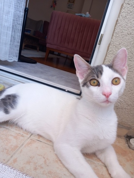 Tekir Kedi, Kedi  PAŞA fotoğrafı