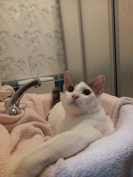 Tekir Kedi, Kedi  PAŞA fotoğrafı