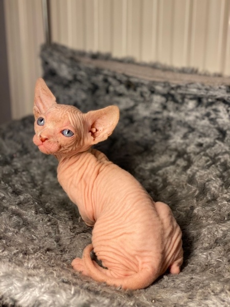 Sphynx, Kedi Sfenks fotoğrafı