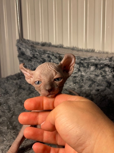 Sphynx, Kedi Sfenks fotoğrafı