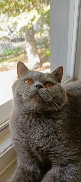 British Shorthair, Kedi Thomas fotoğrafı