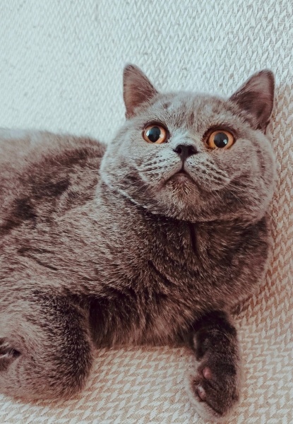 British Shorthair, Kedi Thomas fotoğrafı