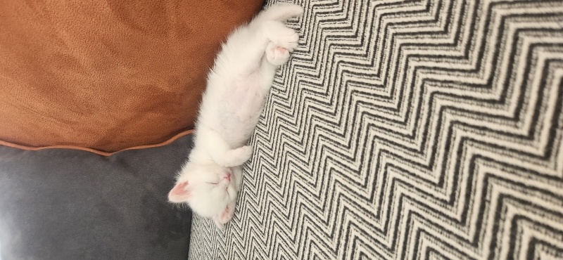 Ankara Kedisi, Kedi Elsa fotoğrafı