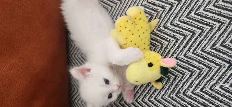 Ankara Kedisi, Kedi Elsa fotoğrafı