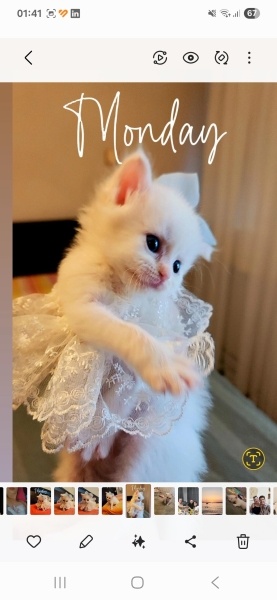 Ankara Kedisi, Kedi Elsa fotoğrafı