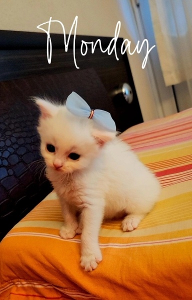 Ankara Kedisi, Kedi Elsa fotoğrafı