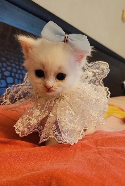 Ankara Kedisi, Kedi Elsa fotoğrafı