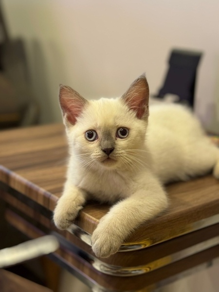 British Shorthair, Kedi  PAŞA fotoğrafı