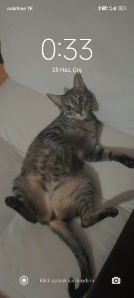 Tekir Kedi, Kedi Minty fotoğrafı